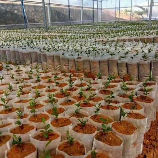 White-Grow-Bag-7-5-x-16-cm-50-sztuk-0-7L-biodegradowalne-doniczki-materialowe-do-rozsad