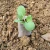White-Grow-Bag-7-5-x-16-cm-50-sztuk-0-7L-biodegradowalne-doniczki-materialowe-do-rozsad