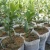 White-Grow-Bag-7-5-x-16-cm-50-sztuk-0-7L-biodegradowalne-doniczki-materialowe-do-rozsad
