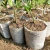 White-Grow-Bag-7-5-x-16-cm-50-sztuk-0-7L-biodegradowalne-doniczki-materialowe-do-rozsad