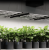 IONFRAME EVO4 – Komercyjna Lampa LED Grow 300W Samsung LM301H EVO Pokrycie 90x90 cm specyfikacja uprawa