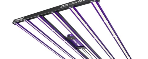 ZEUS 600W PRO31