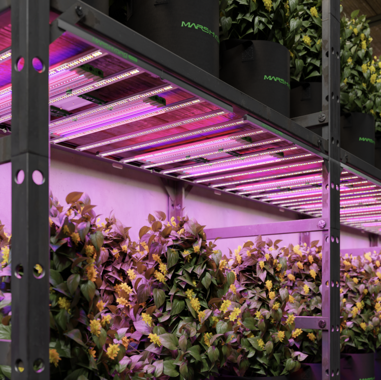 Listwy LED Mars Hydro ADlite Blue 30 – światło pomocnicze do fazy wegetacyjnej roślin rzut na growroom