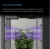 AC Infinity IONBEAM U2 zamontowane w namiocie uprawowym z promieniowaniem UV
