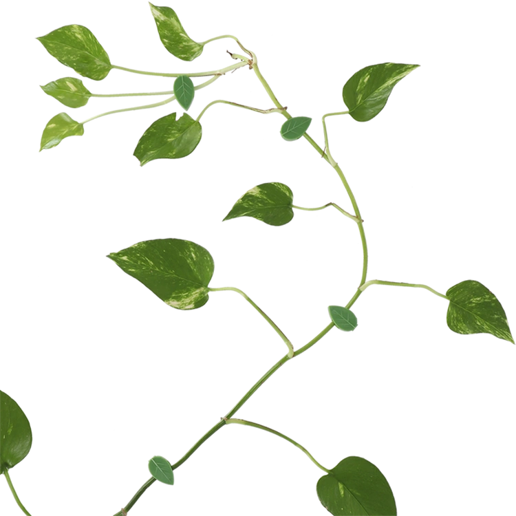 7415_2_klipsy-do-podwiazywania-pnaczy-i-warzyw.webp