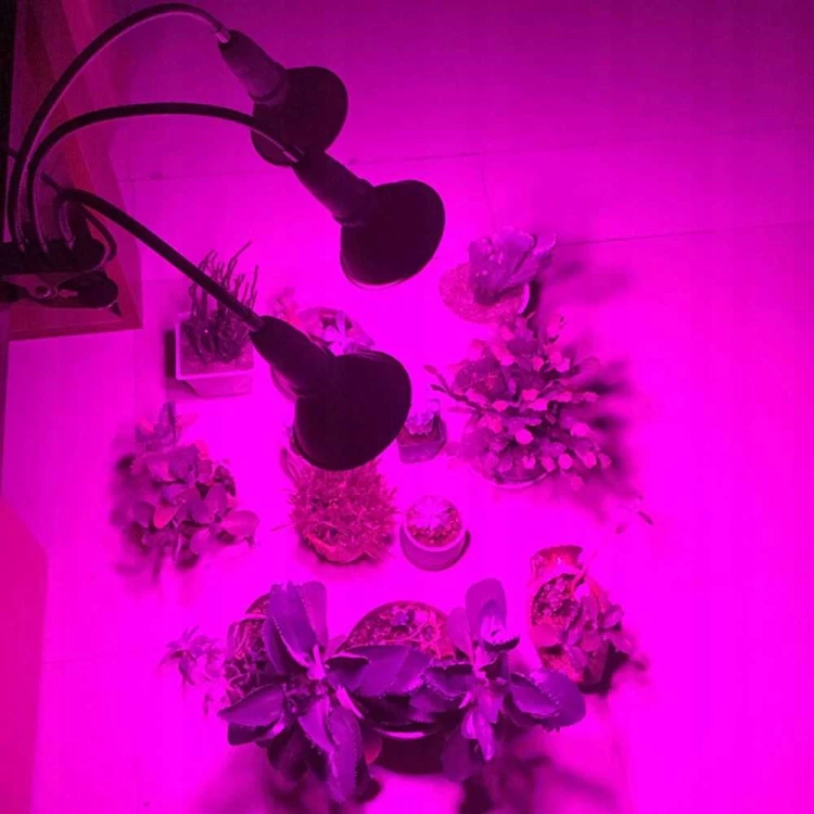 Lampka 4x E27 w użyciu - doświetlanie roślin domowych światłem do wzrostu