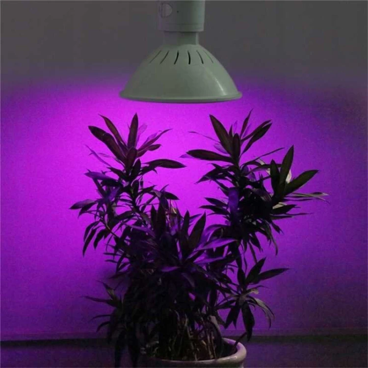 Żarówka 200LED nad rośliną doniczkową
