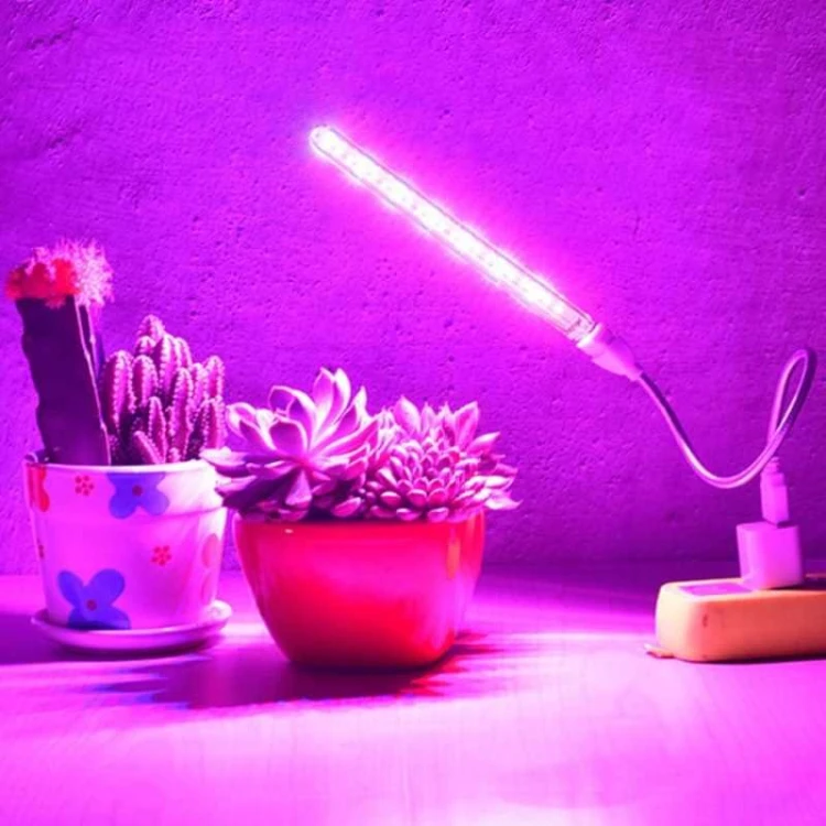 Lampka USB nad sukulentem