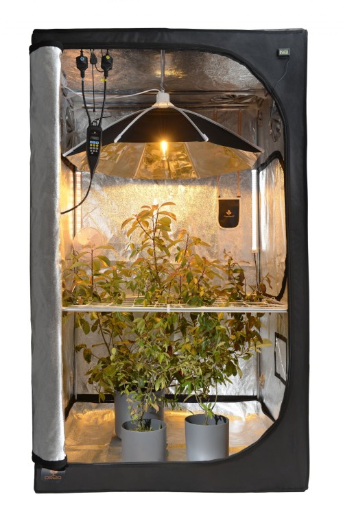 growbox daisy