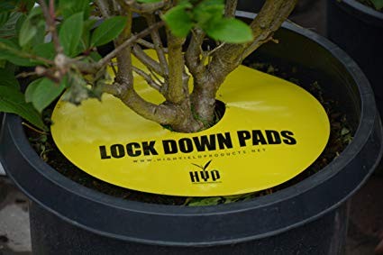 lock down pads pułapka owadobójcza.jpg
