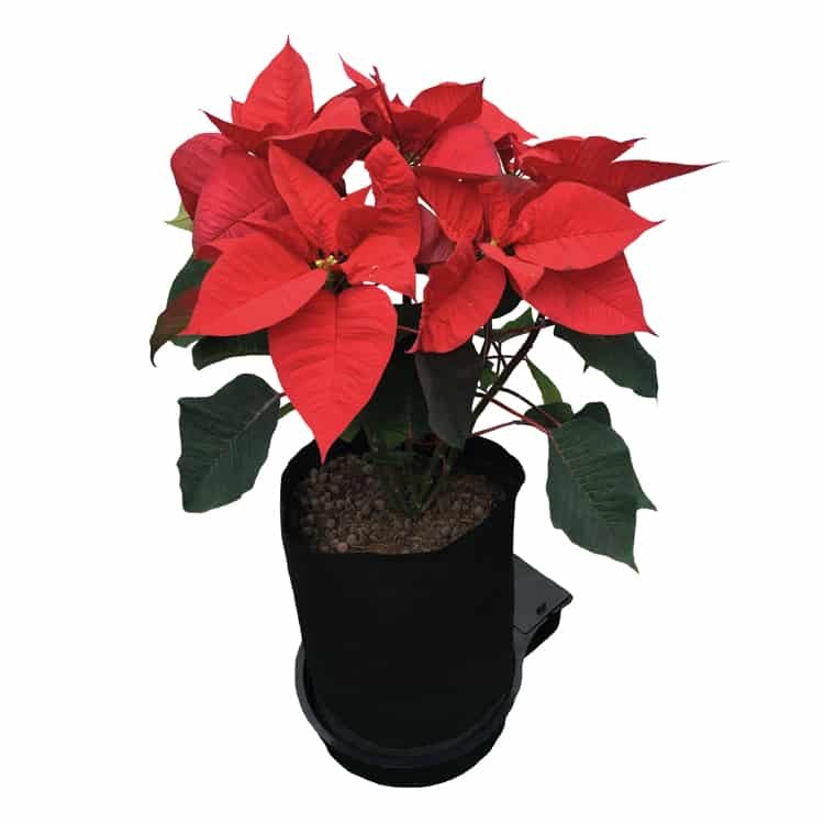 1pot flower modul.jpg