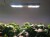 s2w led sanlight.jpg