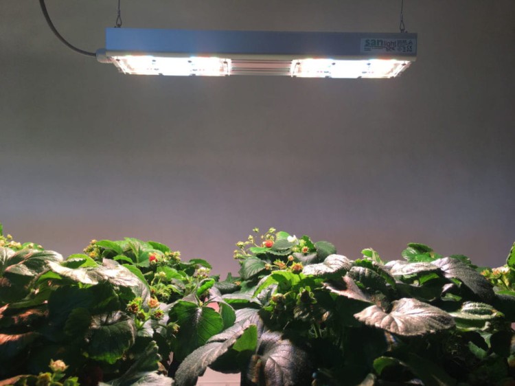 s2w led sanlight.jpg