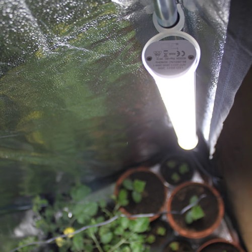 tled grow krakow vf.jpg