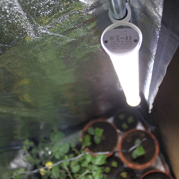 tled grow krakow vf.jpg