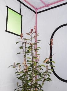 LED-Qube_SensorWindow-green qube.jpg