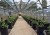 autopot greenhouse szklarnia 25L 1pot xl.jpg