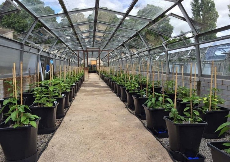 autopot greenhouse szklarnia 25L 1pot xl.jpg