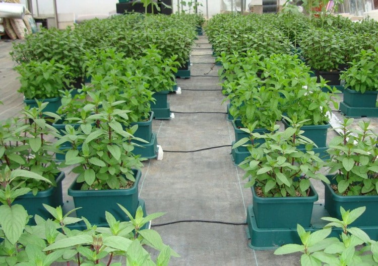 autopot easy2grow.jpg