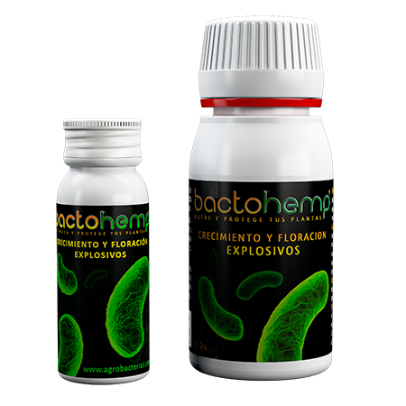 bactohemp agrobacterias .png