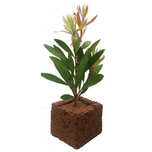 easy block 75x75mm.jpg