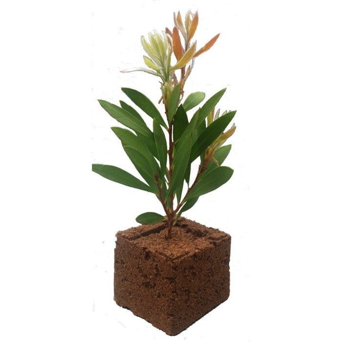 easy block 75x75mm.jpg