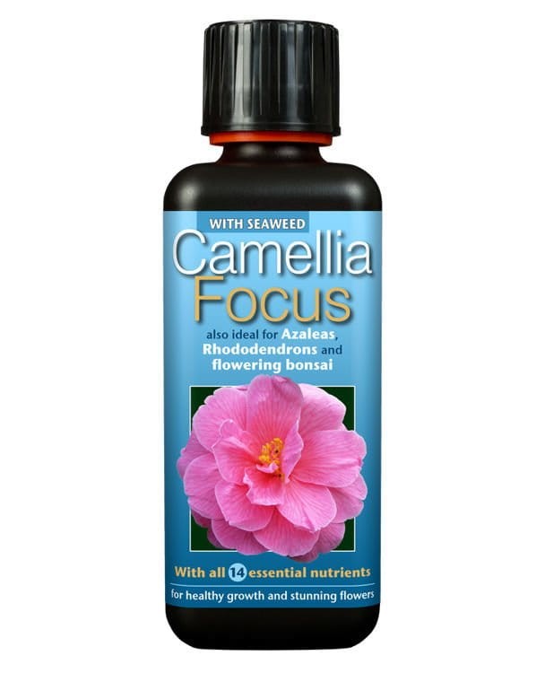 camellia focus nawóz do rododendronów.jpg