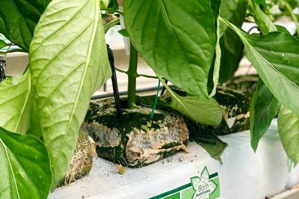 jiffy growblocks .jpg