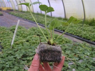 growblock plyta kokosowa podloze uprawowe do ukorzeniania roslin.jpg
