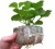 growblock 50x50mm plyta kokosowa do sadzonek.jpg