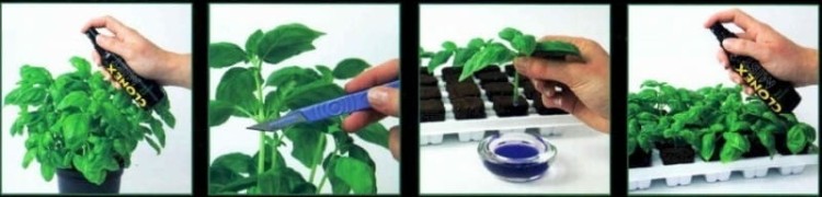 Growth Technology  - ukorzeniacz do sadzonek