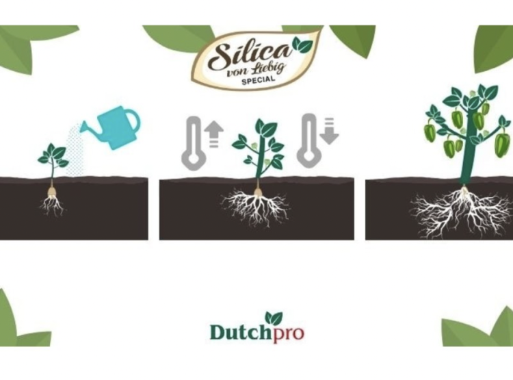 dutchpro krzem Silica mocne łodygi