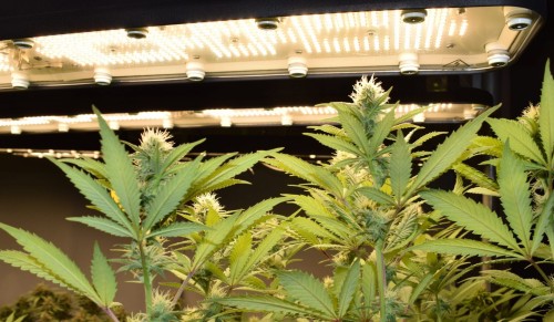 horti 2 CB perfand led lampa