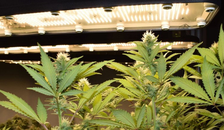 perfand led horti 2 cb