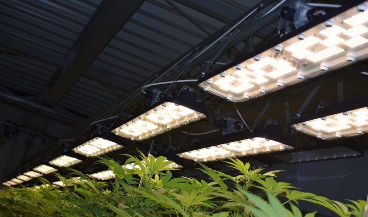 LED Lampa pulsacyjna Horti 2 CB Master do uprawy roślin