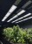 Perfand Led Lampa pulsacyjna Horti 2 LN do uprawy roślin