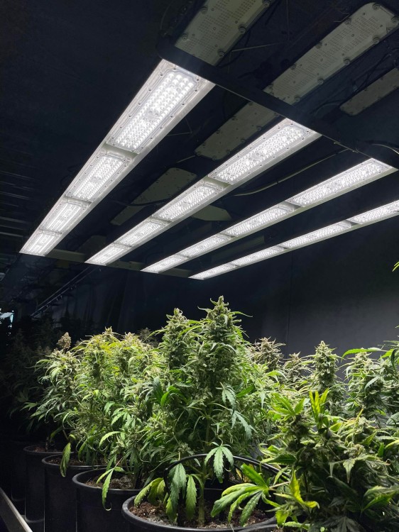 Perfand Led Lampa pulsacyjna Horti 2 LN do uprawy roślin