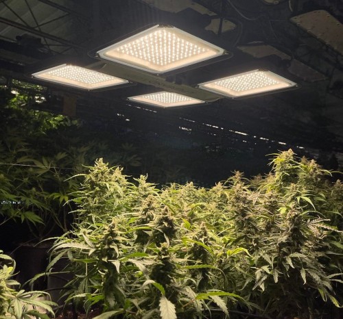 Perfand LEd Lampa Horti 2 SQ 100W