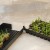 mata co2 green pad jr