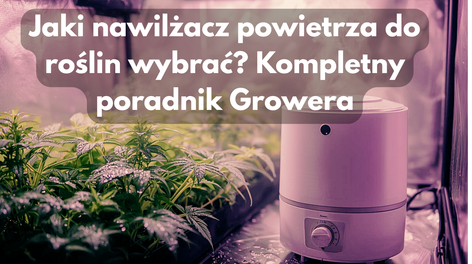 Jaki nawilżacz powietrza do roślin wybrać? Kompletny poradnik Growera