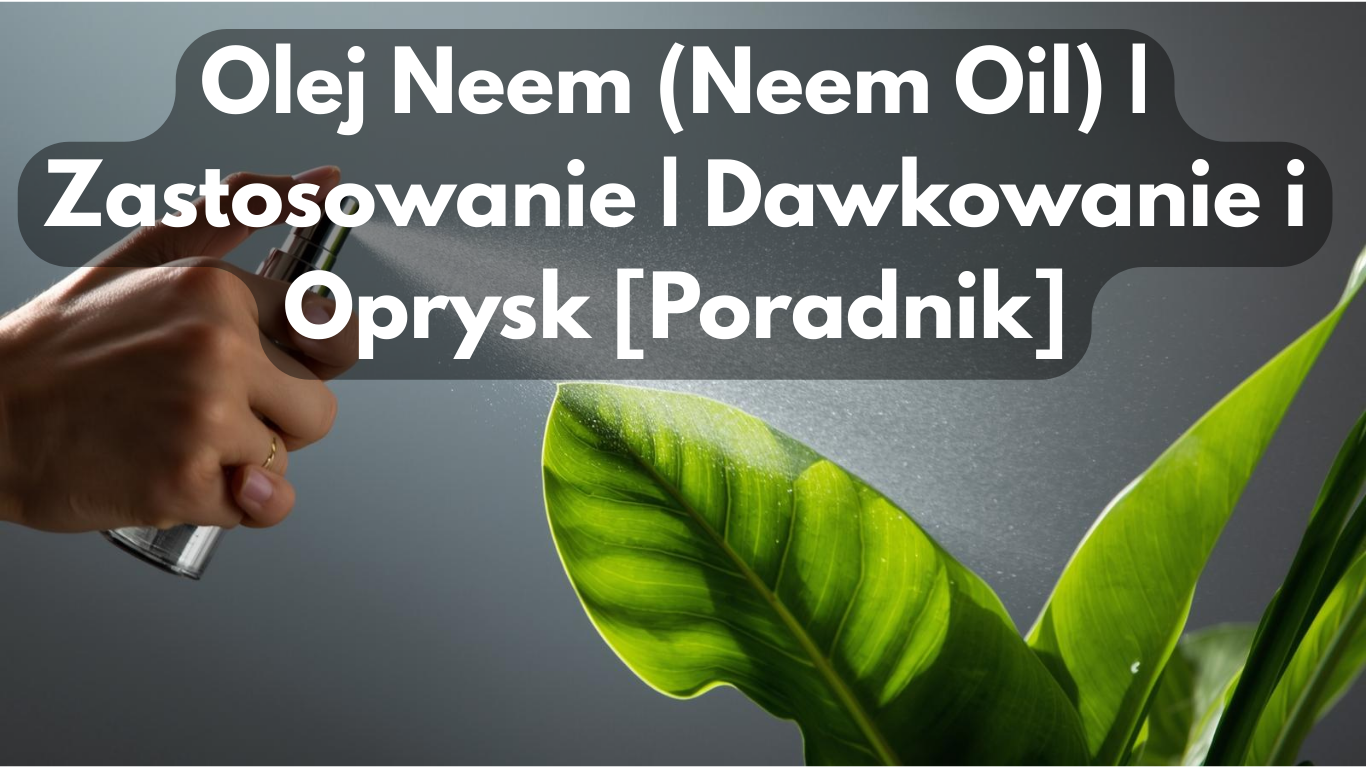 Olej Neem (Neem Oil) | Zastosowanie | Dawkowanie i Oprysk [Poradnik]
